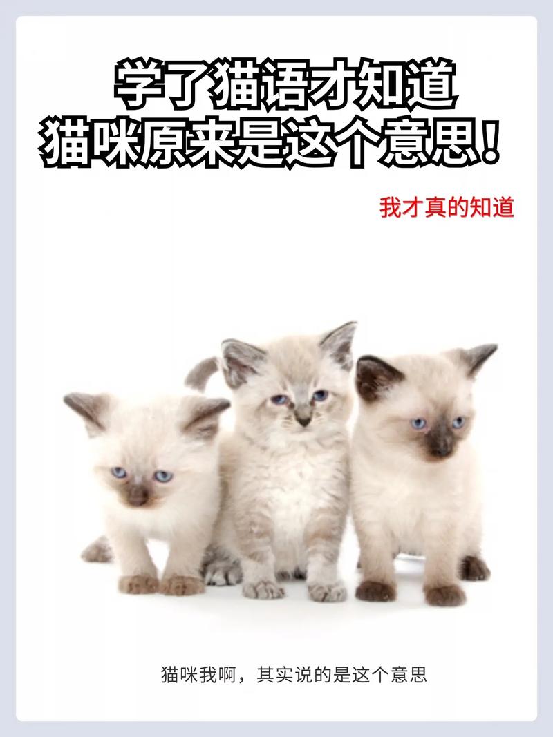 喵语世界，探索猫咪的神秘魅力