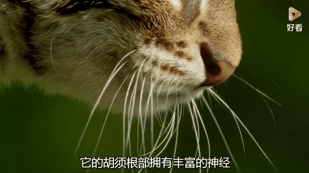 猫咪的香气秘密，探索它们迷人的嗅觉世界