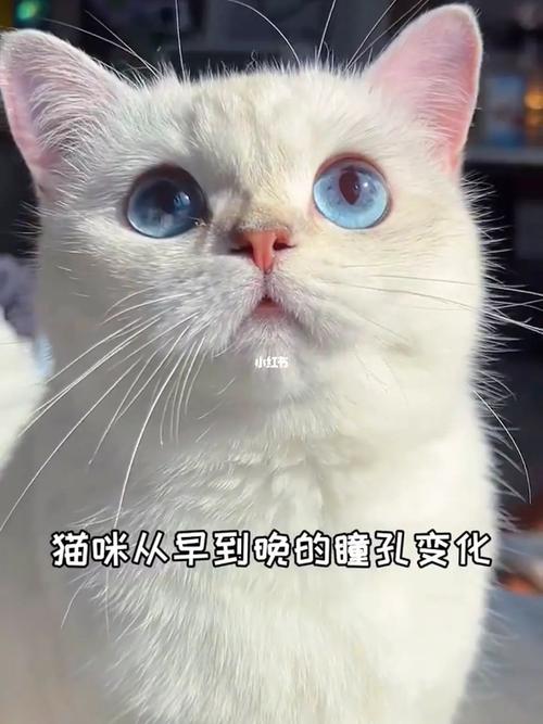 揭秘猫咪瞳孔与毛发间的奥秘