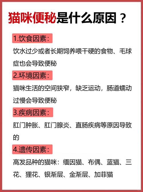 揭秘猫咪便秘手术，预防与治疗