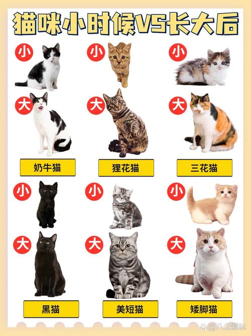 探索猫咪的多样魅力，从小猫到成年猫的大小演变