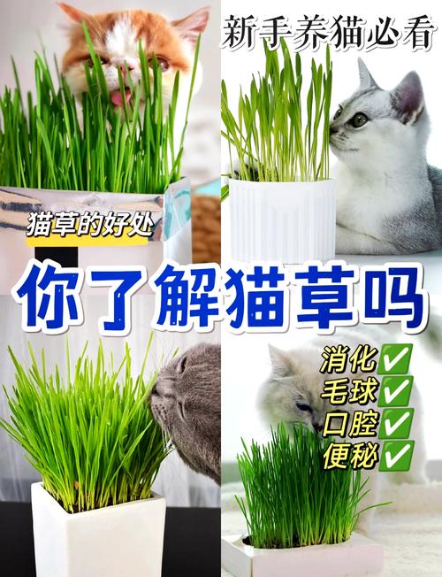 揭秘猫咪的正常体温，38℃的秘密