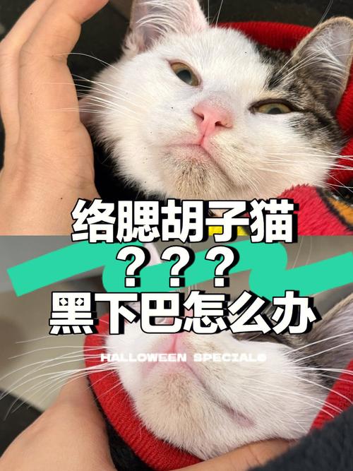 猫咪胡须红肿，了解原因与应对措施