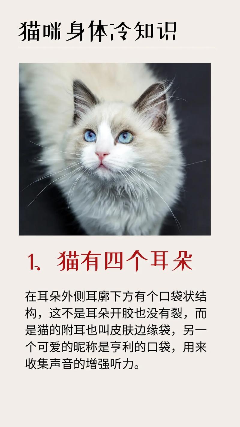 猫咪耳朵变黑的秘密，为什么猫咪的耳朵会变色？