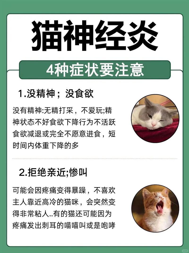 猫咪产后发烧，警惕并及时处理的关键