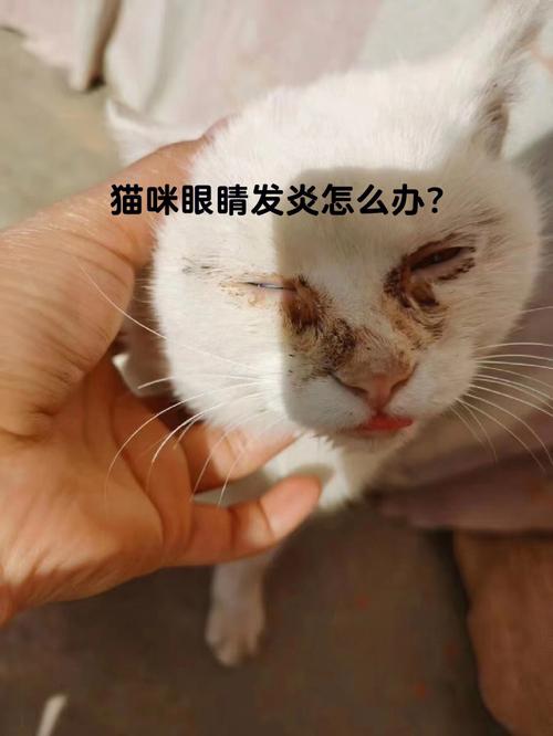 猫咪眼球发红，如何应对宠物健康问题