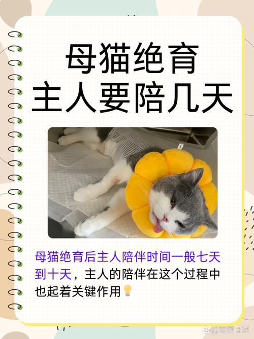 猫咪绝育，健康与幸福同在