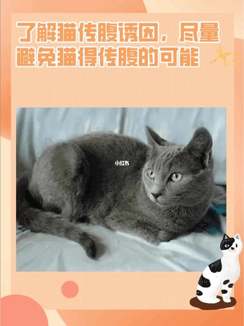 猫咪的反常举动，为何它们会做出不寻常的行为？