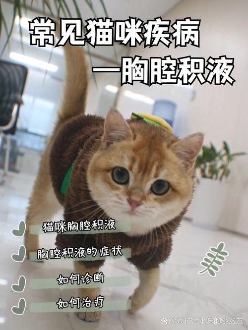 猫咪的水中漂浮，胸腔积水的神秘挑战