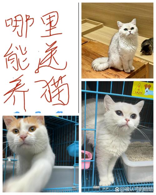 猫咪的世界，它们为何选择无视主人？