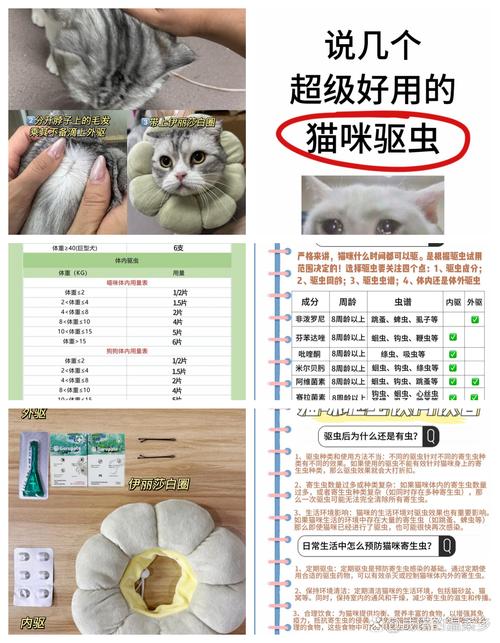 猫咪如何安全驱赶家中虫害