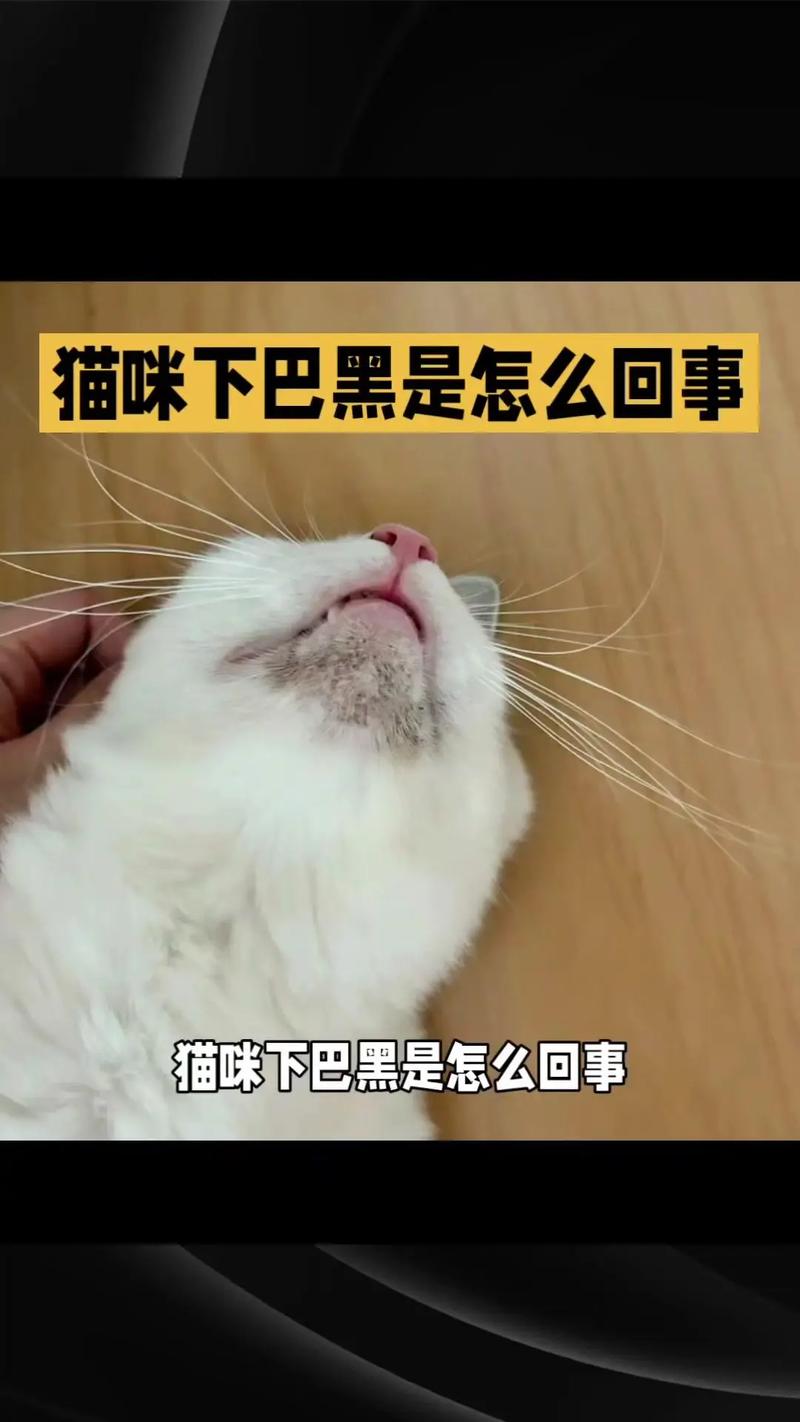 猫咪下巴肿大的秘密，了解背后可能的健康隐患