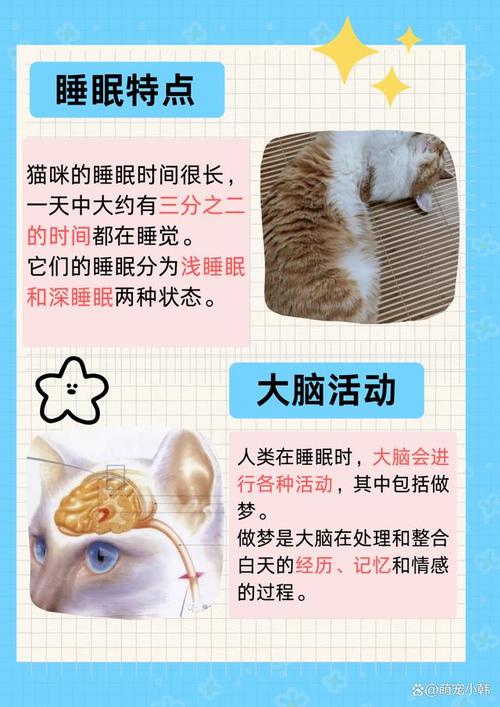 揭秘猫咪的睡眠奥秘，一觉醒来已多久？