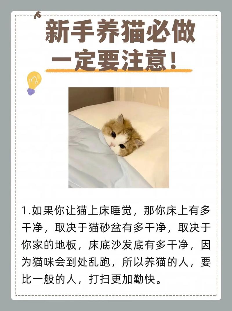 如何保持猫咪优雅整洁