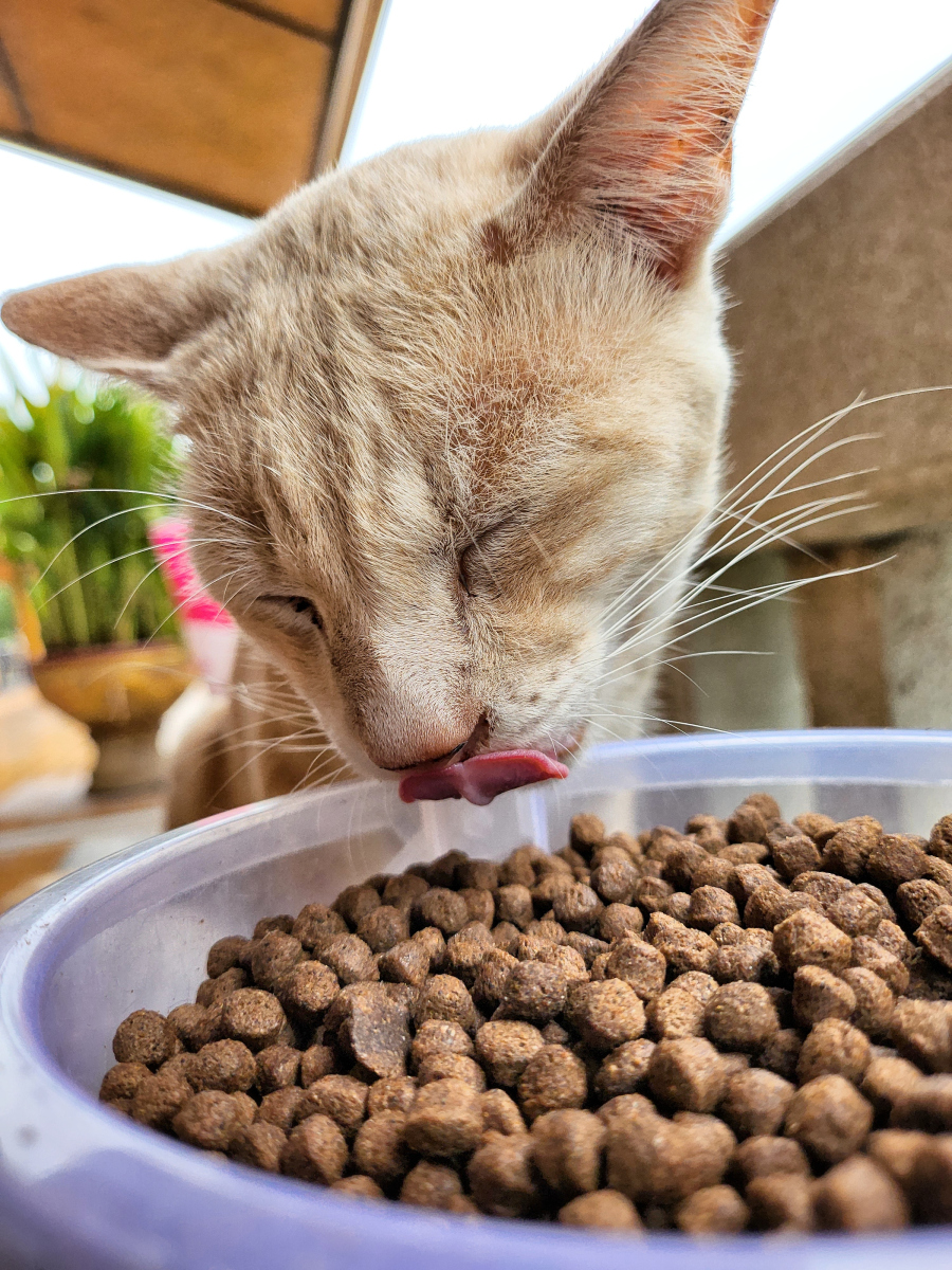 猫咪的天生不认生，为何它们总能适应新环境