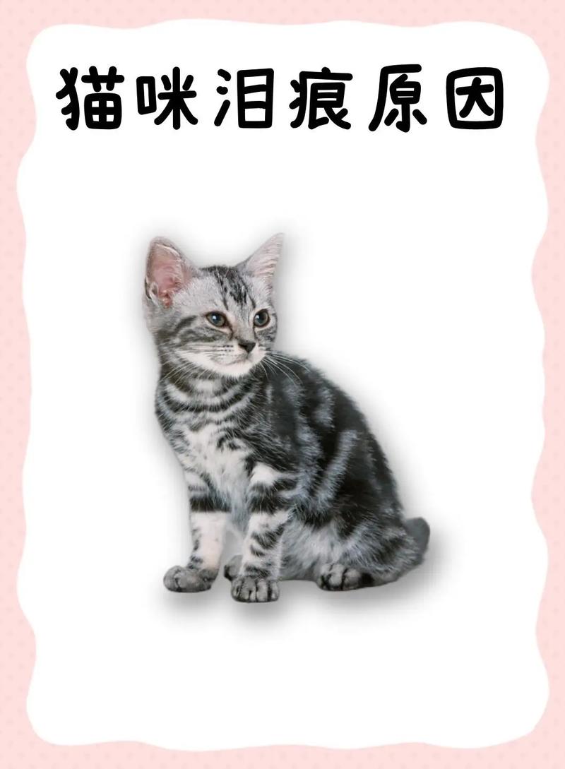 猫咪脸上的泪痕，背后的故事与真相