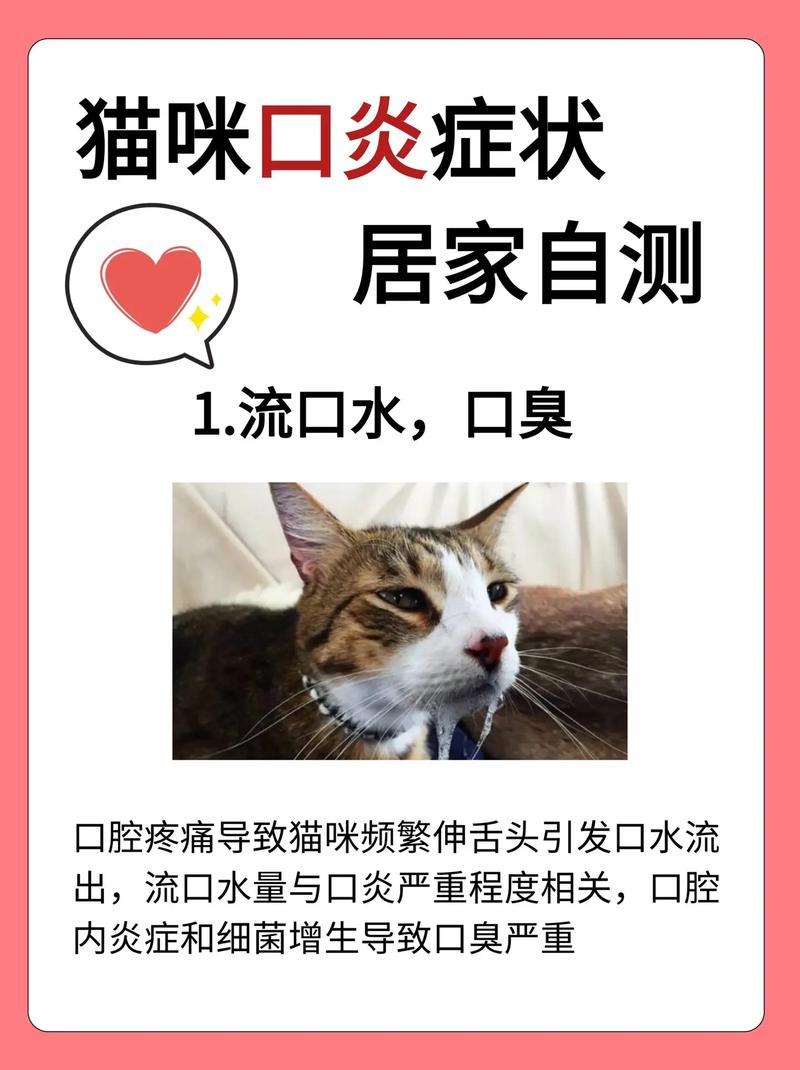 猫咪口炎，如何科学使用头孢类药物