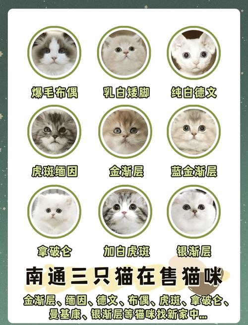 探索猫咪耳根的秘密，揭秘猫咪耳朵的奇妙之处