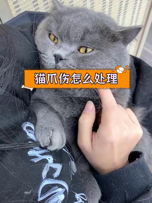 猫咪指甲受伤，护理方法与预防策略