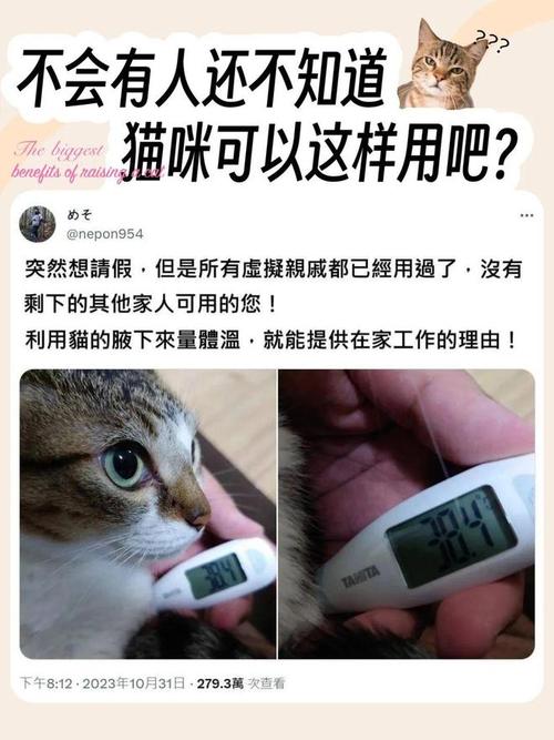 猫咪发烧时的正常体温范围及护理指南