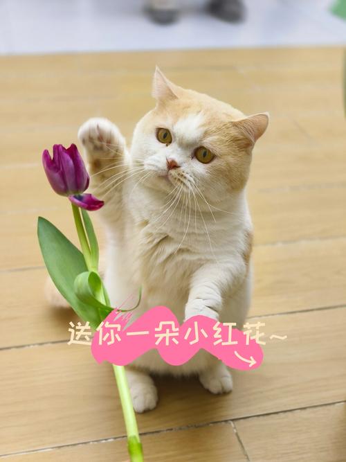 猫咪的优雅水杯舞——每日生活中的灵动之美