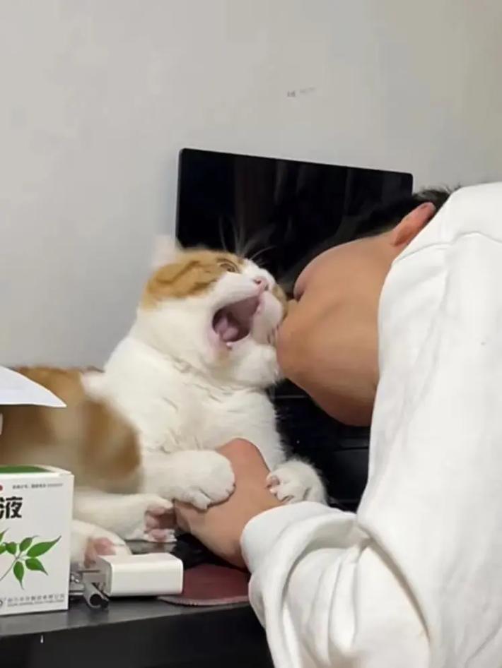 揭秘猫咪咬人后的正确应对之道