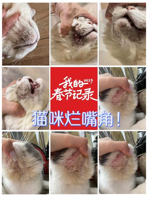 猫咪烂嘴角，症状与预防