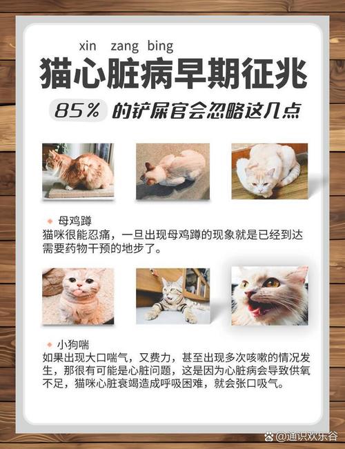 猫咪的体重秘密，警惕消瘦可能是疾病的信号