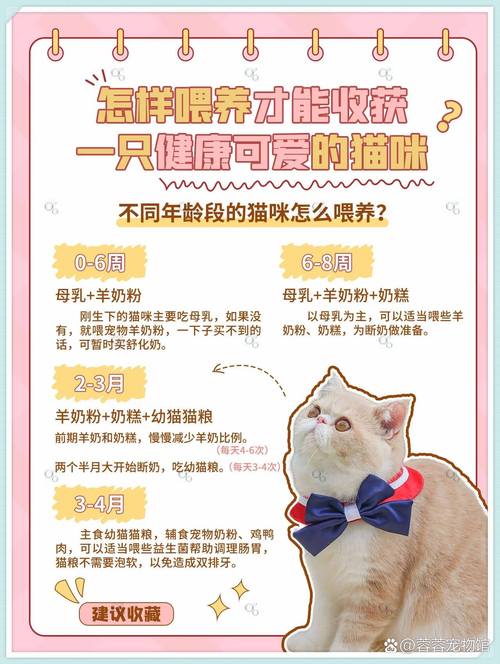 猫咪如何科学补充营养