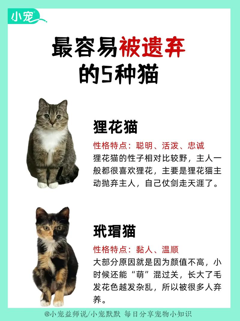 揭秘猫咪便软绝育，科学养宠新选择