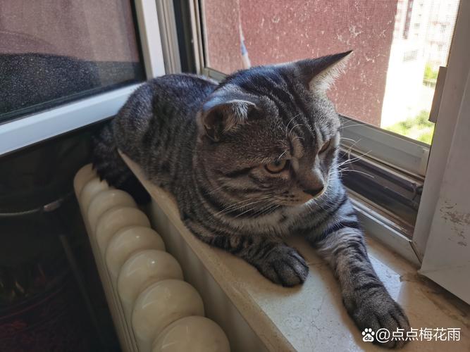 猫咪肥肉可食？专家解读猫咪饮食中的脂肪谜题