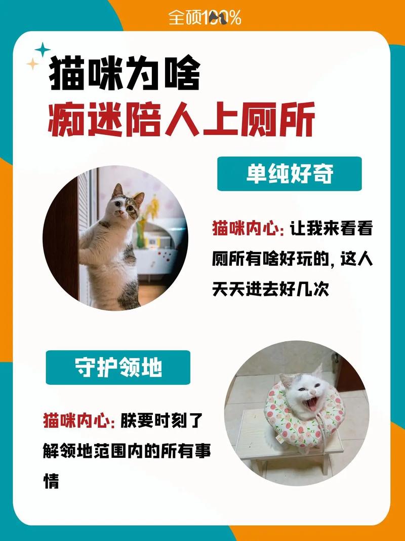 猫咪的爱语——为什么它们总是喜欢蹭人