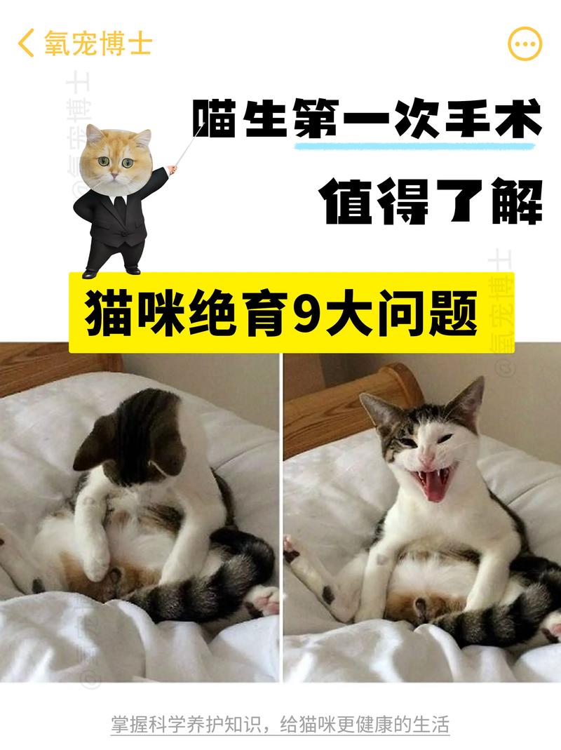 猫咪绝育，健康与爱的完美结合