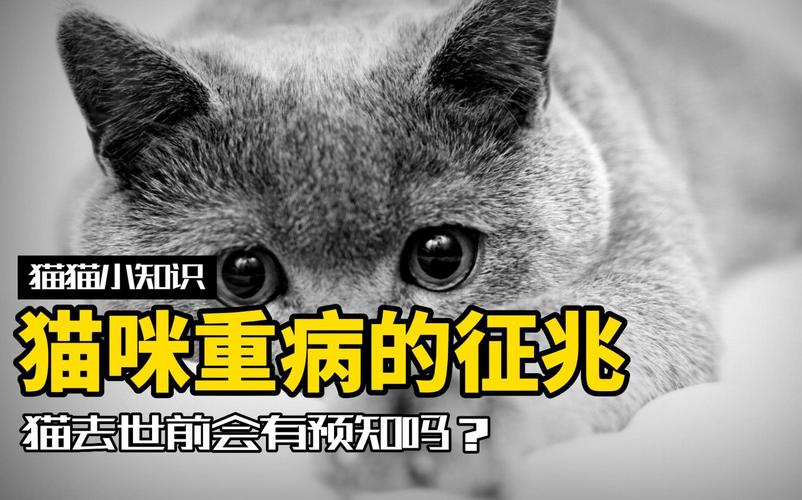 猫咪小便失禁，一场无法预见的悲剧