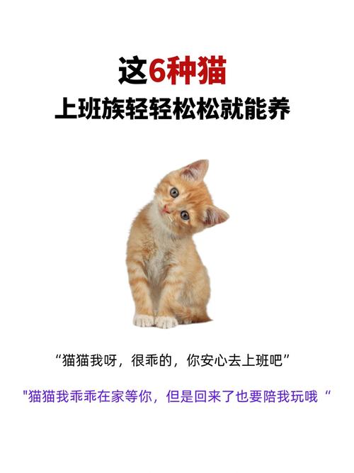 如何培养猫咪成为你最贴心的小伙伴