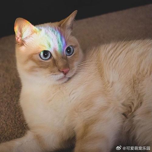 神秘的猫灵传说，与万物有灵共舞