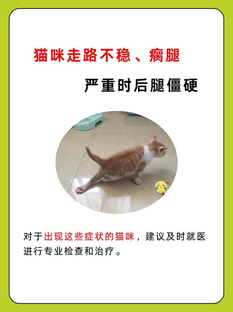 猫咪为何会发抖并走路不稳？揭秘背后原因