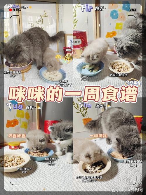 猫咪的坐月子秘籍，温馨护理指南