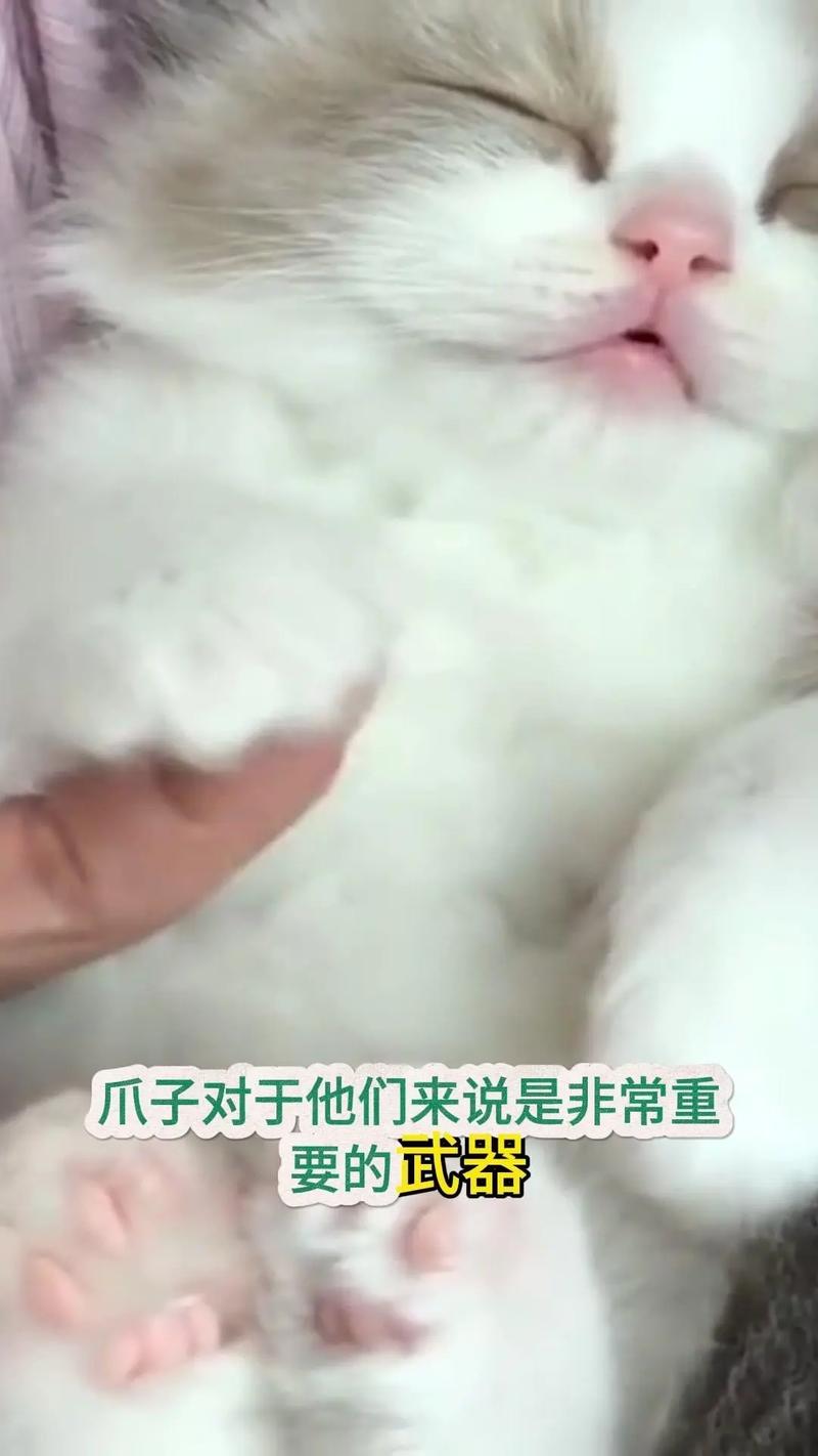 猫咪的温柔与爪痕，一次意外中的爱与关怀