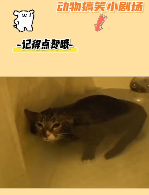 猫咪如何在水中保持优雅