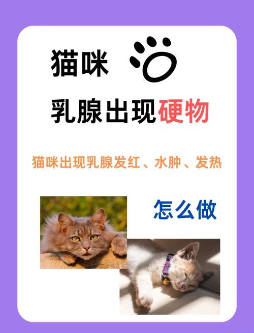 揭秘你的猫咪，了解猫咪的乳头