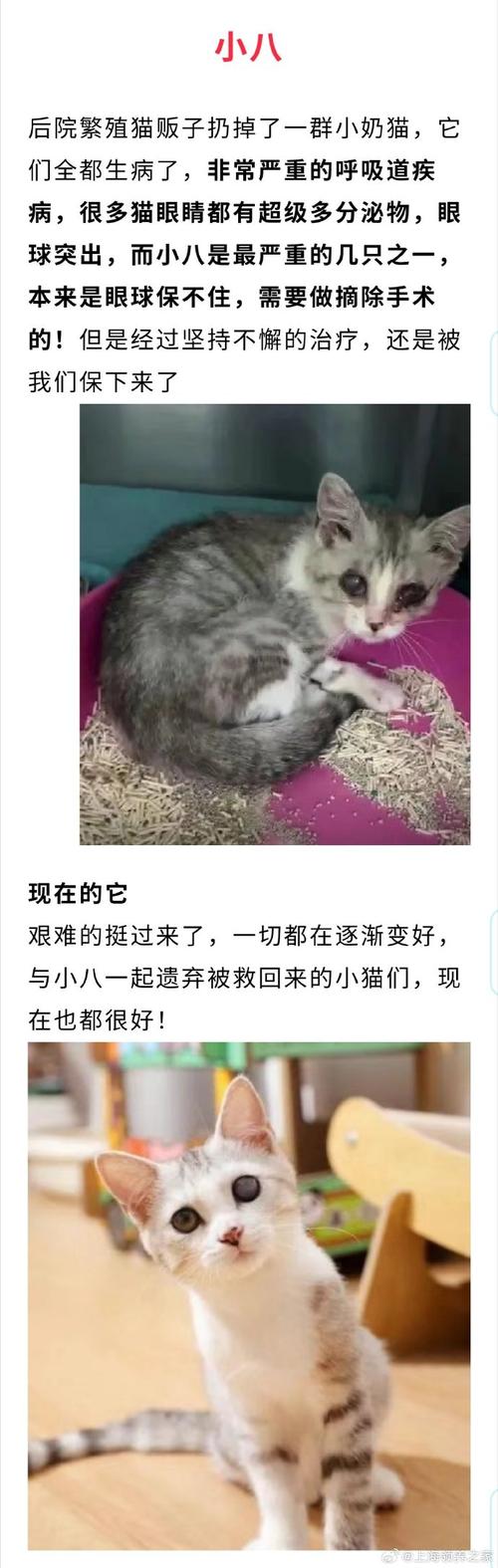 猫咪间的冲突，一场意外的伤害与成长