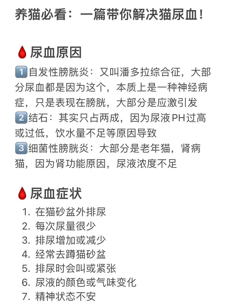 猫咪尿道出血，了解症状及应对措施