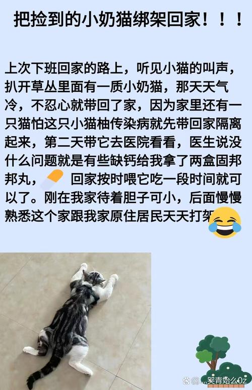 猫咪缺钙的常见症状与应对策略