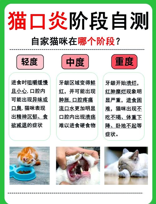 猫咪口炎的那些常见症状