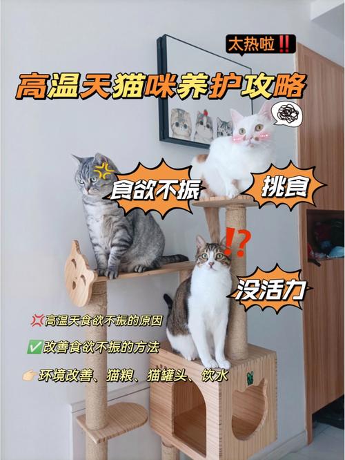 激发猫咪活力，提升食欲的小妙招