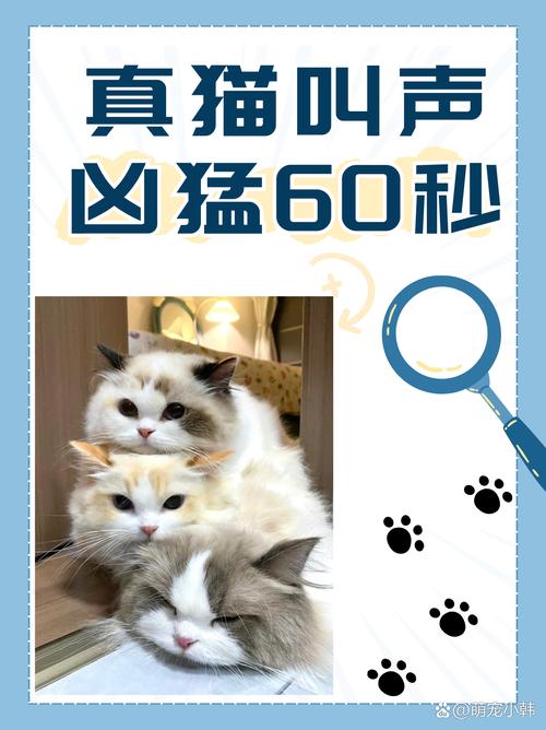 神秘之声，猫咪鼻子的秘密