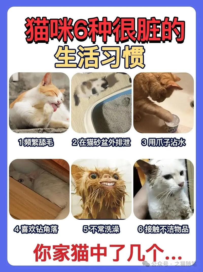 猫咪的日常习惯，探索它们的秘密生活