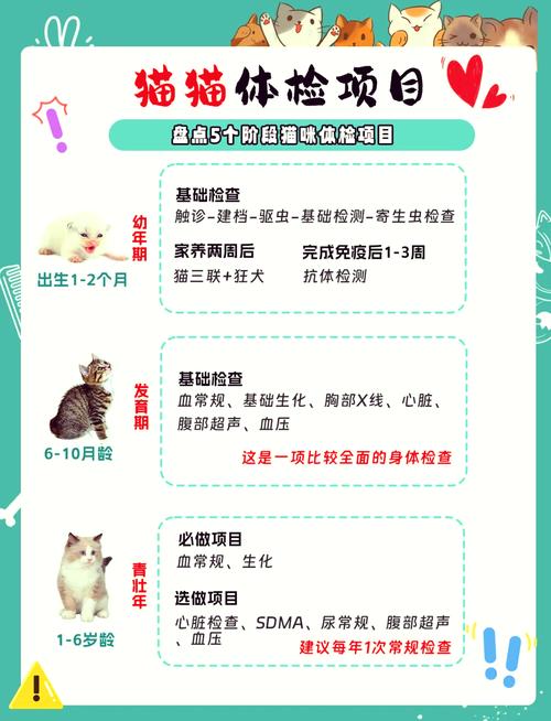 猫咪鼻子烂了？别担心，这里有一份养护指南