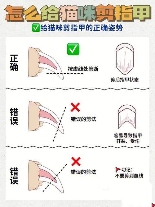 猫咪剪指甲的好处及护理方法